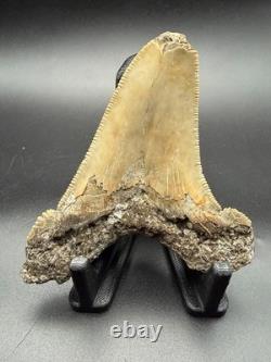 3.61 Angustidens Shark Tooth Fossil Authentic Megalodon Ancestor Shark Tooth
