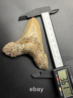 3.61 Angustidens Shark Tooth Fossil Authentic Megalodon Ancestor Shark Tooth