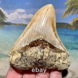 3.64 Indonesian Megalodon Shark Tooth Amazing Fossil No Restoration