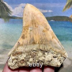 3.64 Indonesian Megalodon Shark Tooth Amazing Fossil No Restoration