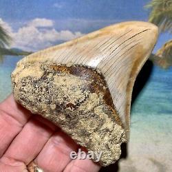 3.64 Indonesian Megalodon Shark Tooth Amazing Fossil No Restoration