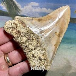 3.64 Indonesian Megalodon Shark Tooth Amazing Fossil No Restoration