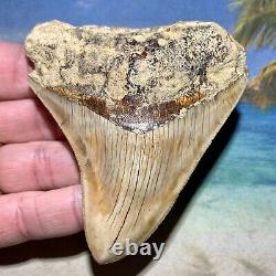 3.64 Indonesian Megalodon Shark Tooth Amazing Fossil No Restoration