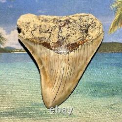 3.64 Indonesian Megalodon Shark Tooth Amazing Fossil No Restoration