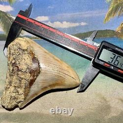 3.64 Indonesian Megalodon Shark Tooth Amazing Fossil No Restoration