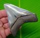 3.68 Megalodon Shark Tooth Real Fossil S. Carolina, Usa. River Find