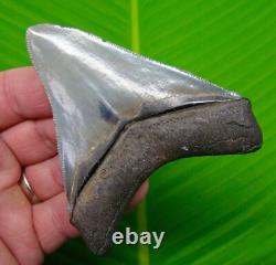 3.68 MEGALODON SHARK TOOTH Real Fossil S. Carolina, USA. River Find