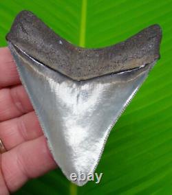 3.68 MEGALODON SHARK TOOTH Real Fossil S. Carolina, USA. River Find