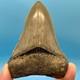 3.68 Megalodon Shark Tooth Serrations! No Restoration Or Repair