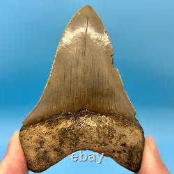 3.68 Megalodon Shark Tooth Serrations! No Restoration or Repair