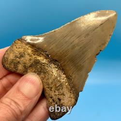 3.68 Megalodon Shark Tooth Serrations! No Restoration or Repair