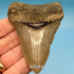 3.68 Megalodon Shark Tooth Serrations! No Restoration or Repair