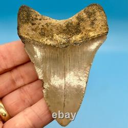 3.68 Megalodon Shark Tooth Serrations! No Restoration or Repair