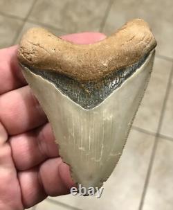 3.6 Extremely Attractive & Elegant -b. Valley- Megalodon Sharktooth Fossil 3.6 Extremely Attractive & Elegant -b. Valley- Megalodon Sharktooth Fossil