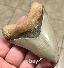 3.6 Extremely Attractive & Elegant -b. Valley- Megalodon Sharktooth Fossil 3.6 Extremely Attractive & Elegant -b. Valley- Megalodon Sharktooth Fossil