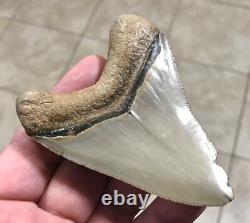 3.6 Extremely Attractive & Elegant -b. Valley- Megalodon Sharktooth Fossil 3.6 Extremely Attractive & Elegant -b. Valley- Megalodon Sharktooth Fossil