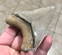 3.6 Extremely Attractive & Elegant -b. Valley- Megalodon Sharktooth Fossil 3.6 Extremely Attractive & Elegant -b. Valley- Megalodon Sharktooth Fossil