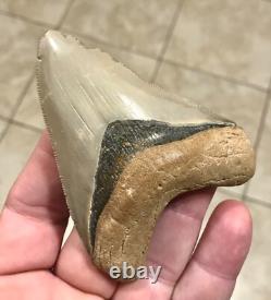 3.6 Extremely Attractive & Elegant -b. Valley- Megalodon Sharktooth Fossil 3.6 Extremely Attractive & Elegant -b. Valley- Megalodon Sharktooth Fossil
