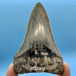 3.73 Indonesian Megalodon Shark Tooth Dagger No Restoration or Repair