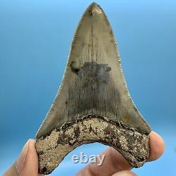 3.73 Indonesian Megalodon Shark Tooth Dagger No Restoration or Repair