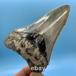 3.73 Indonesian Megalodon Shark Tooth Dagger No Restoration or Repair