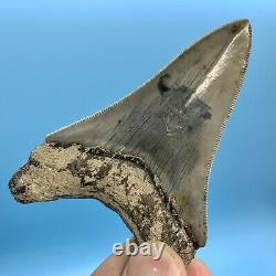 3.73 Indonesian Megalodon Shark Tooth Dagger No Restoration or Repair