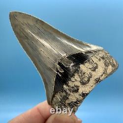 3.73 Indonesian Megalodon Shark Tooth Dagger No Restoration or Repair