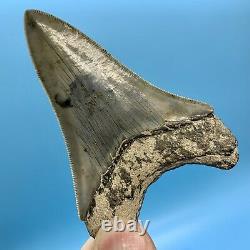 3.73 Indonesian Megalodon Shark Tooth Dagger No Restoration or Repair