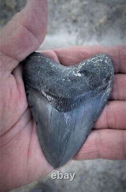 3.75In Bone Valley Fla. MEGALODON TOOTH