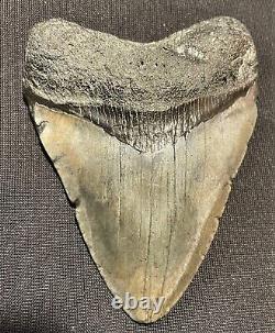 3.75In Bone Valley Fla. MEGALODON TOOTH