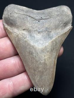 3.77 All Natural Saint Marys River Georgia Megalodon Fossil Shark Tooth