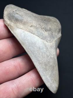 3.77 All Natural Saint Marys River Georgia Megalodon Fossil Shark Tooth