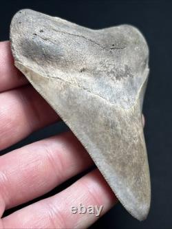 3.77 All Natural Saint Marys River Georgia Megalodon Fossil Shark Tooth