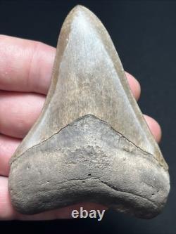 3.77 All Natural Saint Marys River Georgia Megalodon Fossil Shark Tooth