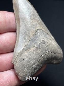 3.77 All Natural Saint Marys River Georgia Megalodon Fossil Shark Tooth