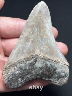 3.77 All Natural Saint Marys River Georgia Megalodon Fossil Shark Tooth