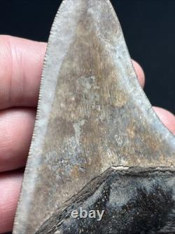 3.77 All Natural Saint Marys River Georgia Megalodon Fossil Shark Tooth
