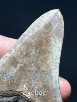 3.77 All Natural Saint Marys River Georgia Megalodon Fossil Shark Tooth