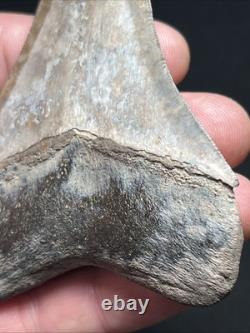 3.77 All Natural Saint Marys River Georgia Megalodon Fossil Shark Tooth