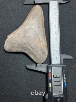 3.77 All Natural Saint Marys River Georgia Megalodon Fossil Shark Tooth