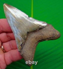 3.77 Megalodon Shark Tooth Real Fossil Sharks Teeth No Restorations