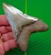 3.77 Megalodon Shark Tooth Real Fossil Sharks Teeth No Restorations