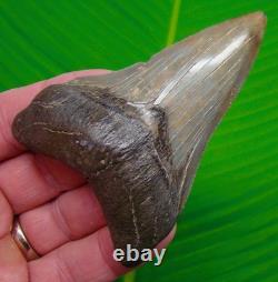 3.77 Megalodon Shark Tooth Real Fossil Sharks Teeth No Restorations