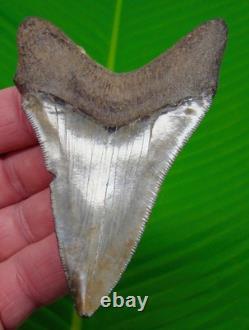3.77 Megalodon Shark Tooth Real Fossil Sharks Teeth No Restorations