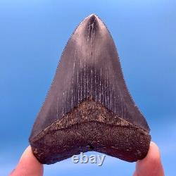 3.87 Megalodon Shark Tooth Museum Quality Tooth No Restoration or Repair