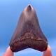 3.87 Megalodon Shark Tooth Museum Quality Tooth No Restoration Or Repair