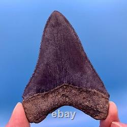 3.87 Megalodon Shark Tooth Museum Quality Tooth No Restoration or Repair