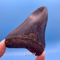 3.87 Megalodon Shark Tooth Museum Quality Tooth No Restoration or Repair