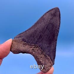 3.87 Megalodon Shark Tooth Museum Quality Tooth No Restoration or Repair