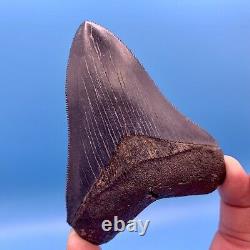 3.87 Megalodon Shark Tooth Museum Quality Tooth No Restoration or Repair